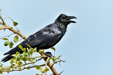 Cawing crow.The Indian jungle crow (Corvus culminatus) on the branch. Blue sky background