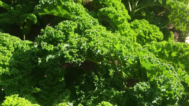 fresh green Kale vegetarian food