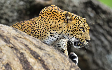 Leopard roaring. Leopard on a stone. The Sri Lankan leopard (Panthera pardus kotiya) female. - obrazy, fototapety, plakaty