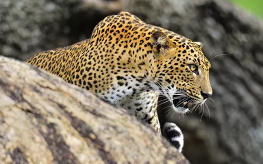 Schilderijen op glas Luipaard brullende. Luipaard op een steen. Het vrouwtje van de Sri Lankaanse luipaard (Panthera pardus kotiya). © Uryadnikov Sergey