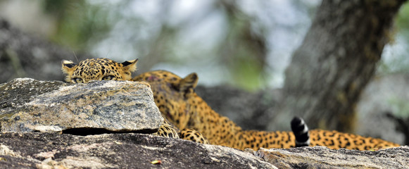 The leopard hides in the rocks, looking out from behind the stone.  The Female and male of Sri Lankan leopard (Panthera pardus kotiya). Sri Lanka. Yala National Park.