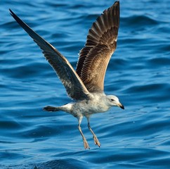 Flying  Juvenile Kelp gull (Larus dominicanus), also known as the Dominican gull and Black Backed Kelp Gull. Blue water of the ocean Background. False Bay, South Africa