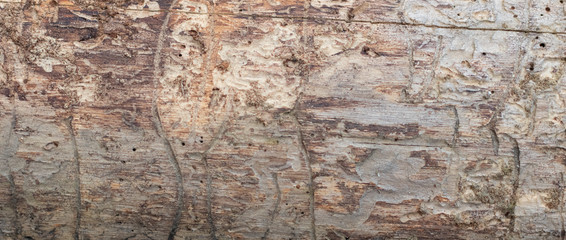tree trunk without bark eaten by bark beetles