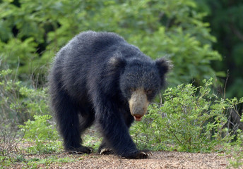 Fototapeta na wymiar The Sri Lankan sloth bear (Melursus ursinus inornatus) is a subspecies of the sloth bear found mainly in lowland dry forests in the island of Sri Lanka.