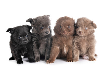 Obraz premium puppies pomeranian in studio