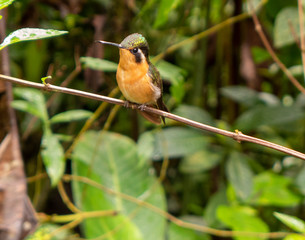Kolibri an einer Futterstelle im Monteverde Nebelwald Nationalpark in Costa Rica