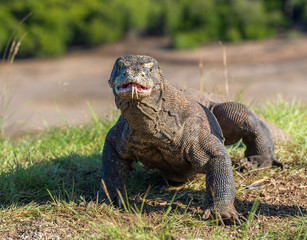 Komodo dragon with the  forked tongue sniff air. Close up portrait. ( Varanus komodoensis ) Biggest in the world living lizard in natural habitat.  Rinca Island. Indonesia.