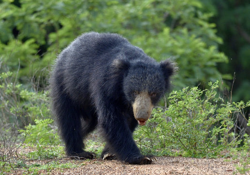 The Sri Lankan sloth bear (Melursus ursinus inornatus) is a subspecies of the sloth bear found mainly in lowland dry forests in the island of Sri Lanka.