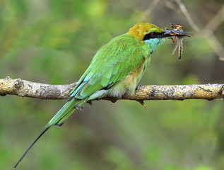 Bee-eater eating insect on branch. Natural green background.The Green Bee-eater/ Merops orientalis, (sometimes Little Green Bee-eater).  Sri Lanka