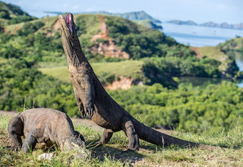 The Komodo dragon  stands on its hind legs and open mouth.(Varanus komodoensis) It is the biggest living lizard in the world. On Rinca Island. Indonesia.