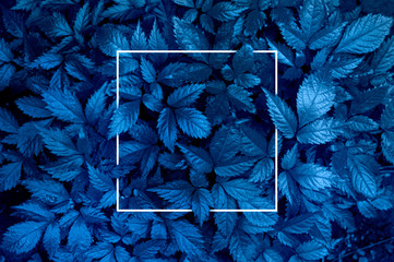 Plant background representing the color of the year 2020 classic blue. Toned photo, white frame and...