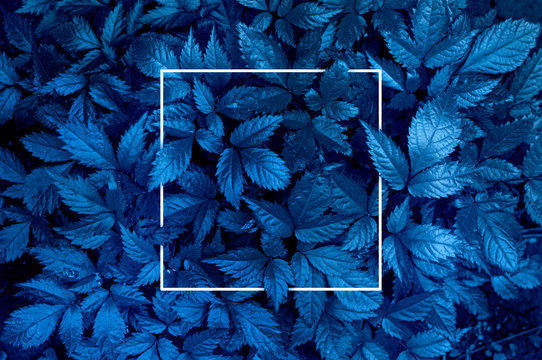 Plant background representing the color of the year 2020 classic blue. Toned photo, white frame and space for text