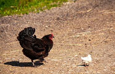 Where did you come from – as if the black chicken asks the white chicken, which can be seen that they live in natural, environmentally friendly conditions