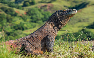 Komodo dragon. ( Varanus komodoensis ) Biggest in the world living lizard in natural habitat. Rinca Island. Indonesia.