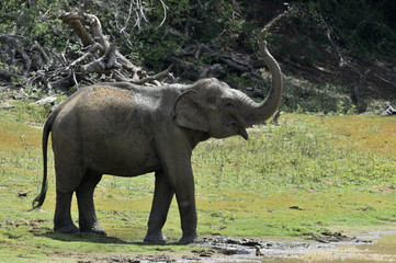 Elephant spraying dirt and water on itself from its trunk.. The adult  Male of Sri Lankan elephant (Elephas maximus maximus). Yala National Park. Sri Lanka.