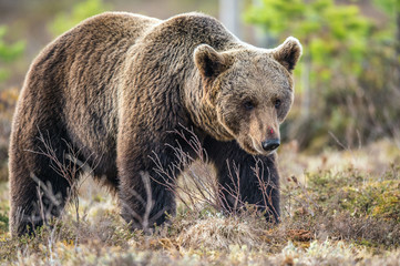Fototapeta na wymiar Wild Brown Bear in the spring forest. European Brown Bear ( Ursus Arctos )