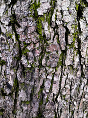 Mossy bark of an old oak tree, forming a beautiful pattern. Wild green moss grow on bark tree in the forest.