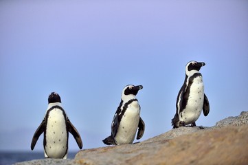 Naklejka premium African penguins (spheniscus demersus) The African penguin on the shore in evening twilight. sunset sky. South Africa.