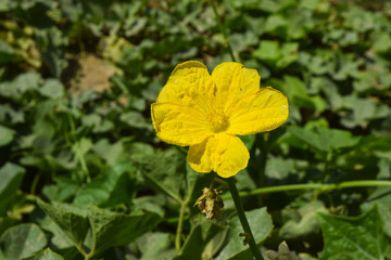 Vegetable yellow single flower Zucchini blossom leaf green background garden nature photography