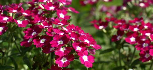 Fototapeta premium The bright verbena flowers, purple with the white middle, collected in inflorescences on a green background of leaves.
