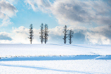 冬マイルドセブンの丘