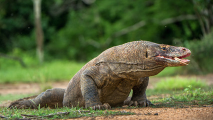 Komodo dragon with the  forked tongue sniff air. Close up portrait. ( Varanus komodoensis ) Biggest in the world living lizard in natural habitat.  Rinca Island. Indonesia.