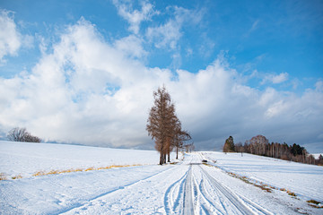 冬マイルドセブンの丘