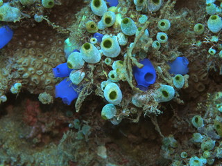 The amazing and mysterious underwater world of Indonesia, North Sulawesi, Manado, sea squirts