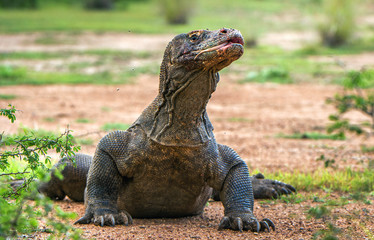 Komodo dragon with the  forked tongue sniff air. Close up portrait. ( Varanus komodoensis ) Biggest in the world living lizard in natural habitat.  Rinca Island. Indonesia.
