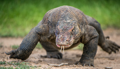 Komodo dragon with the  forked tongue sniff air. Close up portrait. ( Varanus komodoensis ) Biggest in the world living lizard in natural habitat.  Rinca Island. Indonesia.