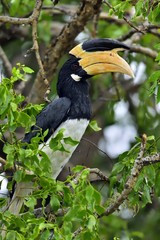 The Malabar pied hornbill (Anthracoceros coronatus), also known as lesser pied hornbill