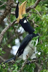 The Malabar pied hornbill (Anthracoceros coronatus), also known as lesser pied hornbill