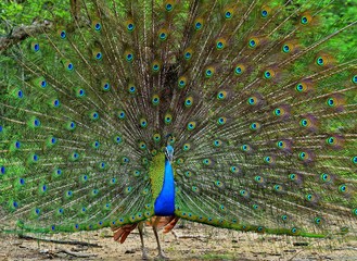 Obraz premium Portrait of beautiful peacock with feathers out. The Indian peafowl or blue peafowl (Pavo cristatus)