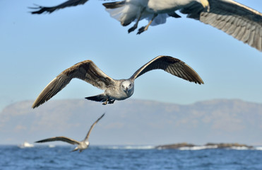 Flying Juvenile Kelp gull (Larus dominicanus), also known as the Dominican gull and Black Backed Kelp Gull. False Bay, South Africa