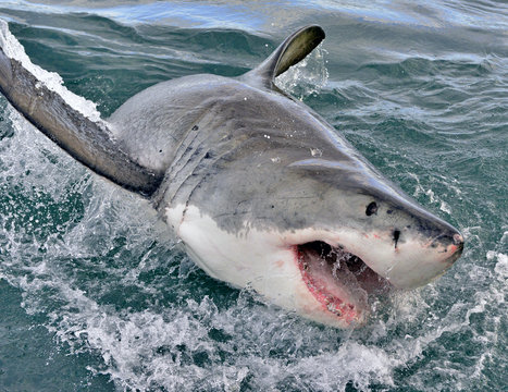 Great white shark, Carcharodon carcharias, with open mouth. False Bay, South Africa, Atlantic Ocean