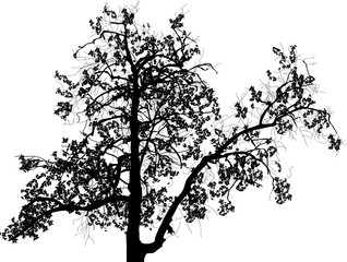 top part of black tree on white