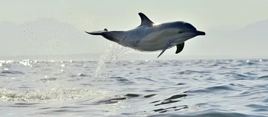 Fototapeten Delphin, Schwimmen im Ozean. Delfine schwimmen und springen aus dem Wasser. Der Langschnabeldelfin (wissenschaftlicher Name: Delphinus capensis) im Atlantik. © Uryadnikov Sergey