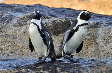 Obraz premium African Penguins on the seashore. African Penguins (Spheniscus demersus) on Boulders Beach near Simons Town on the Cape Peninsula, South Africa.