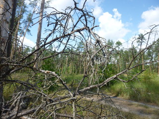 green forest in the daytime