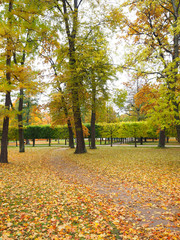 Obraz premium Beautiful winter garden The leaves are changing color