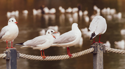 Black-headed Gulls or seagulls (Chroicocephalus ridibundus) perched in a row on balustrade at the water's edge