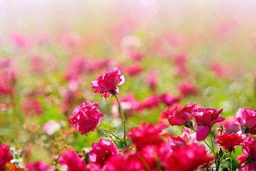 Field of beautiful spring vibrant pink miniature roses or fairy rose flower in garden at sunny day.