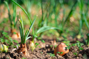 onion plantation in the vegetable garden agriculture