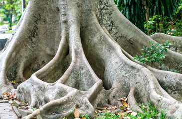 Banyan tree with roots protruding from the ground with a life span of over 100 years shows the longevity with time
