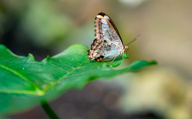 Colorful butterflies on the flowers in warm spring weather