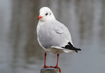 Close up of Portrait of Stunning black-headed gull perched on a pole waterside 
