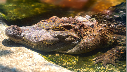 The crocodile is basking in the garden. This is a reptile living in marshes and a ferocious omnivore