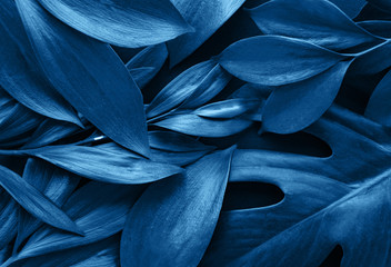 Tropical leaves and monstera leaf toned classic blue color