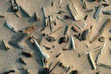 Tree branches in the sand turned by the sea