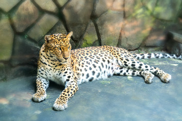 Portrait of leopard prints in the zoo. This is an animal belonging to the cat family needs to be preserved in nature